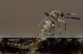 Mosquito emerging from breeding site 